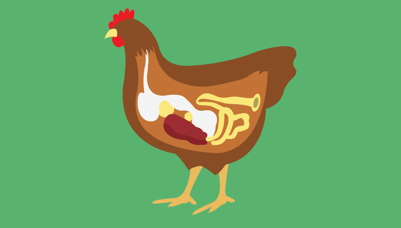 saúde intestinal galinhas poedeiras